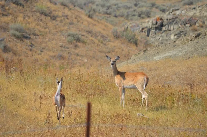 white tail deer