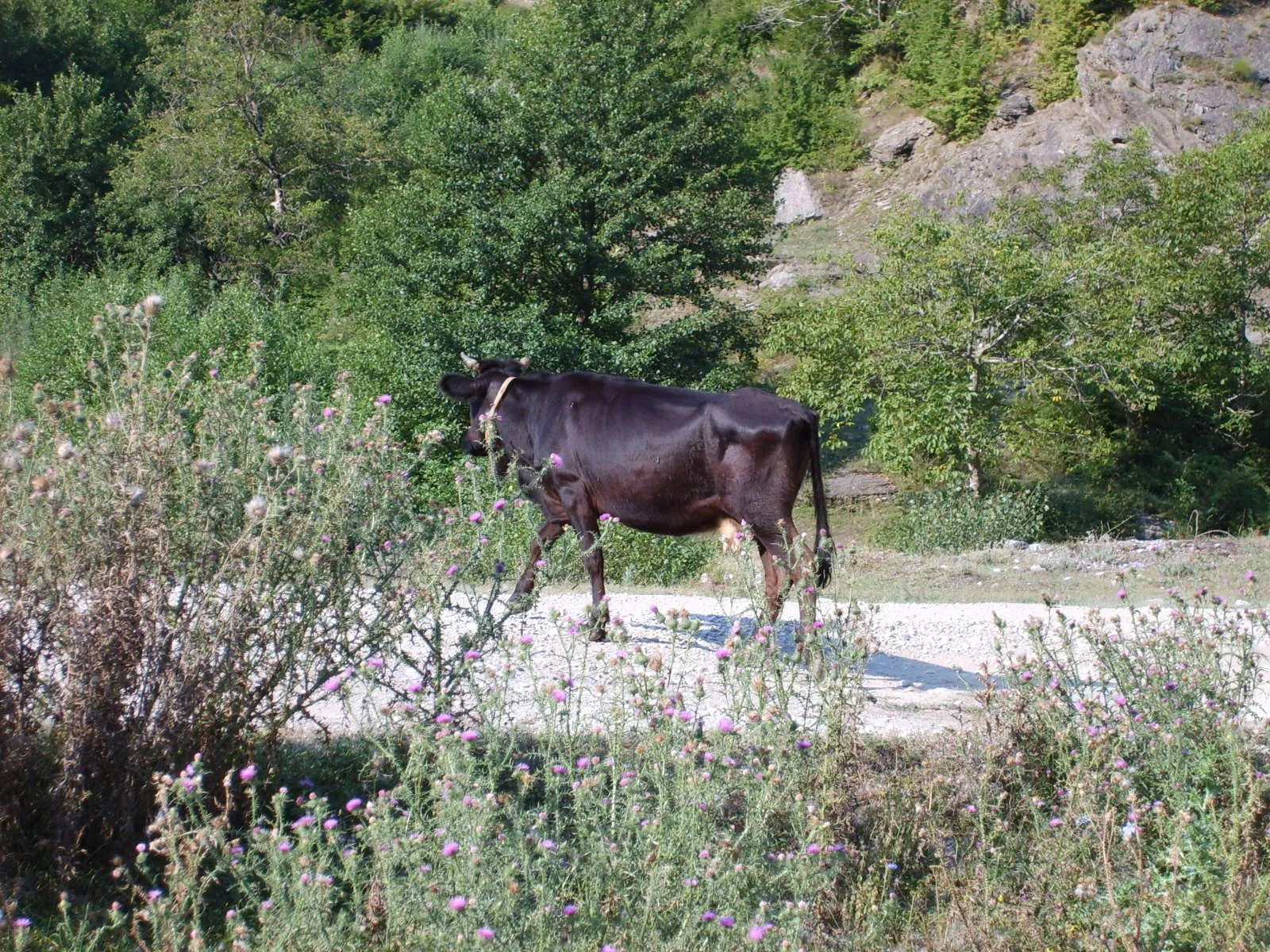 Albania 2008 ride report